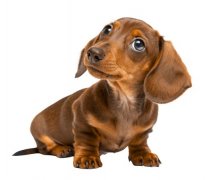 宠物日常体检与护理